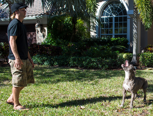 Balance & Harmony Dog Training